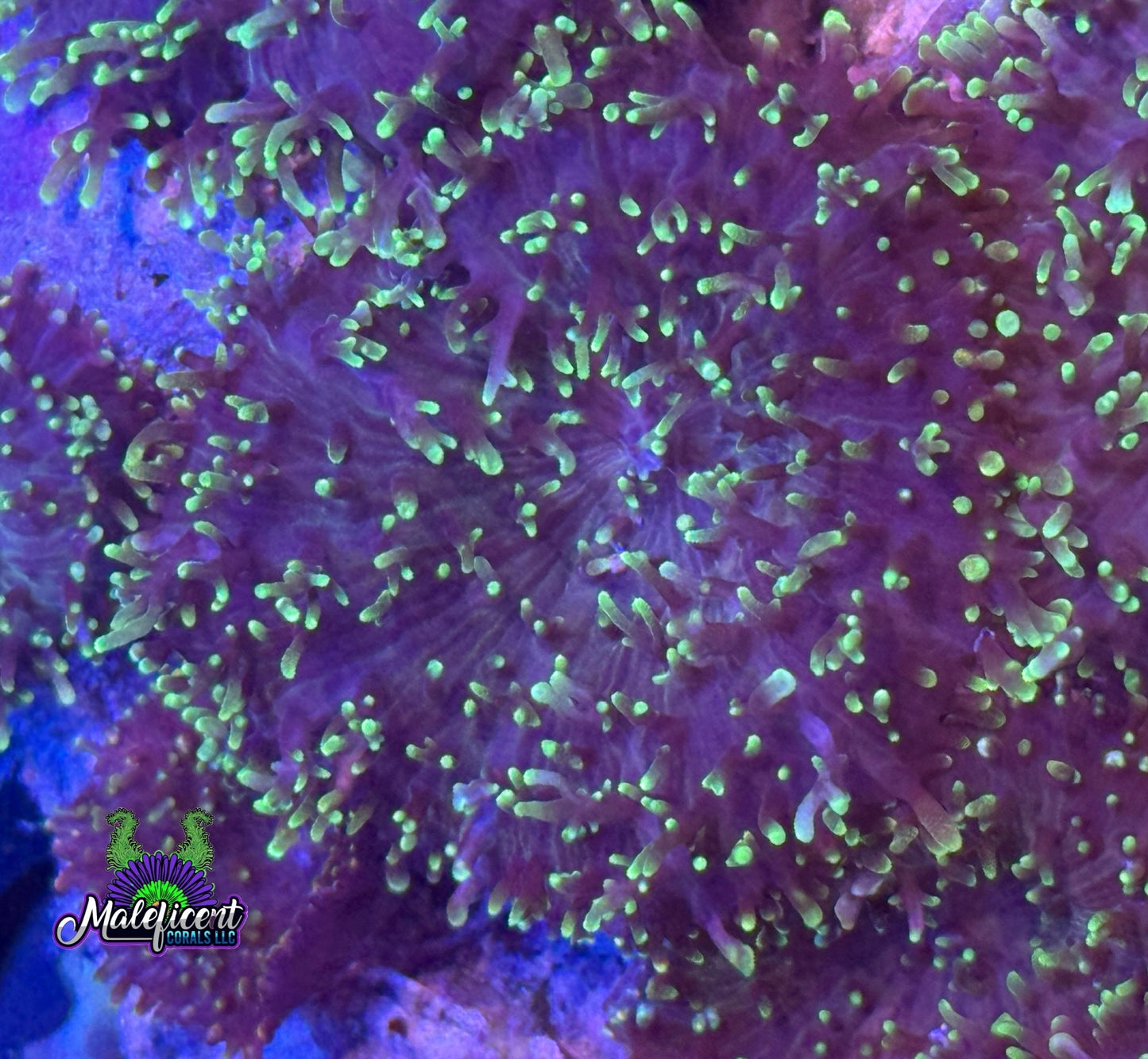 Fuzzy Green Mushroom