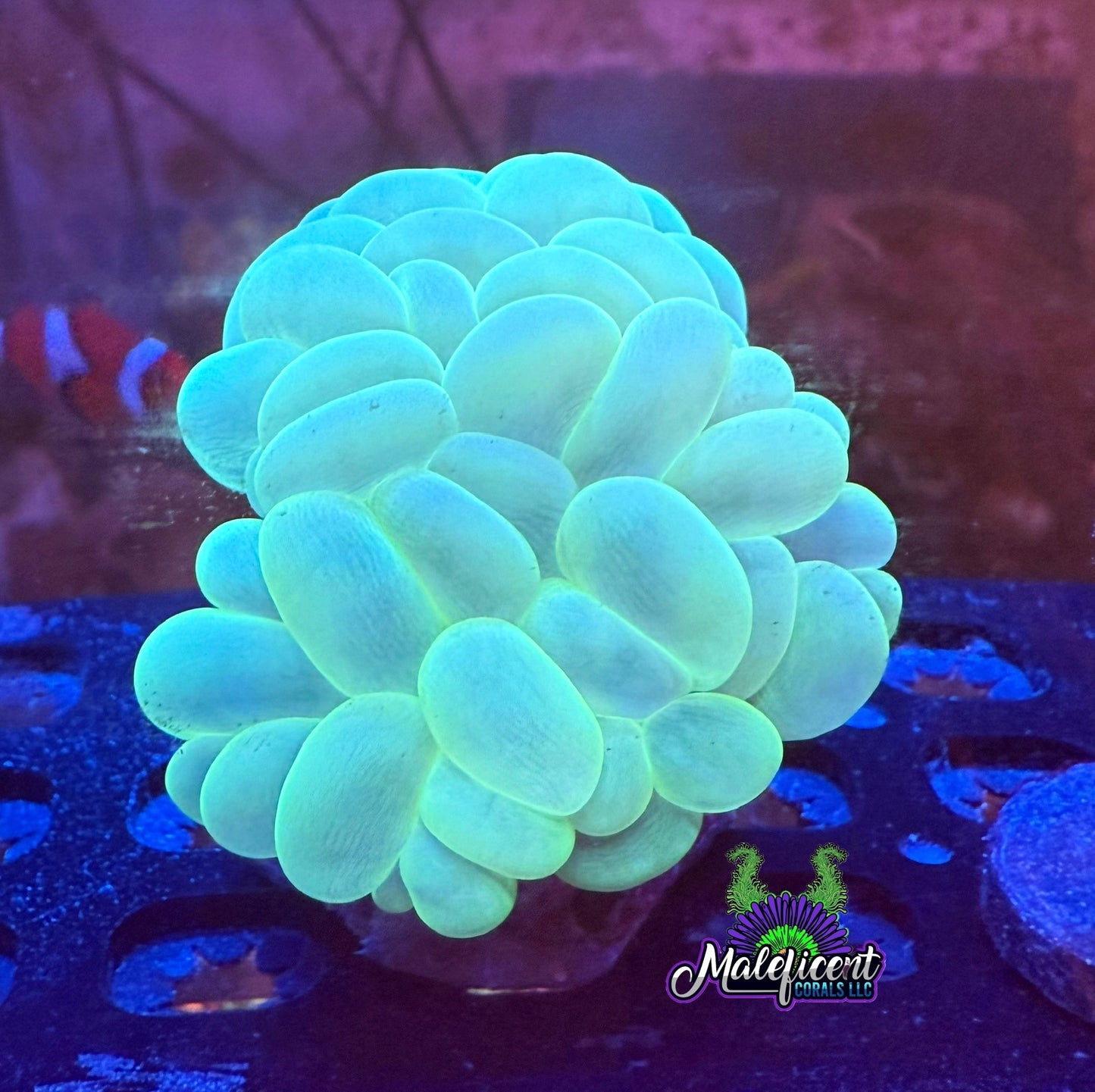 Neon Chrome Bubble Coral