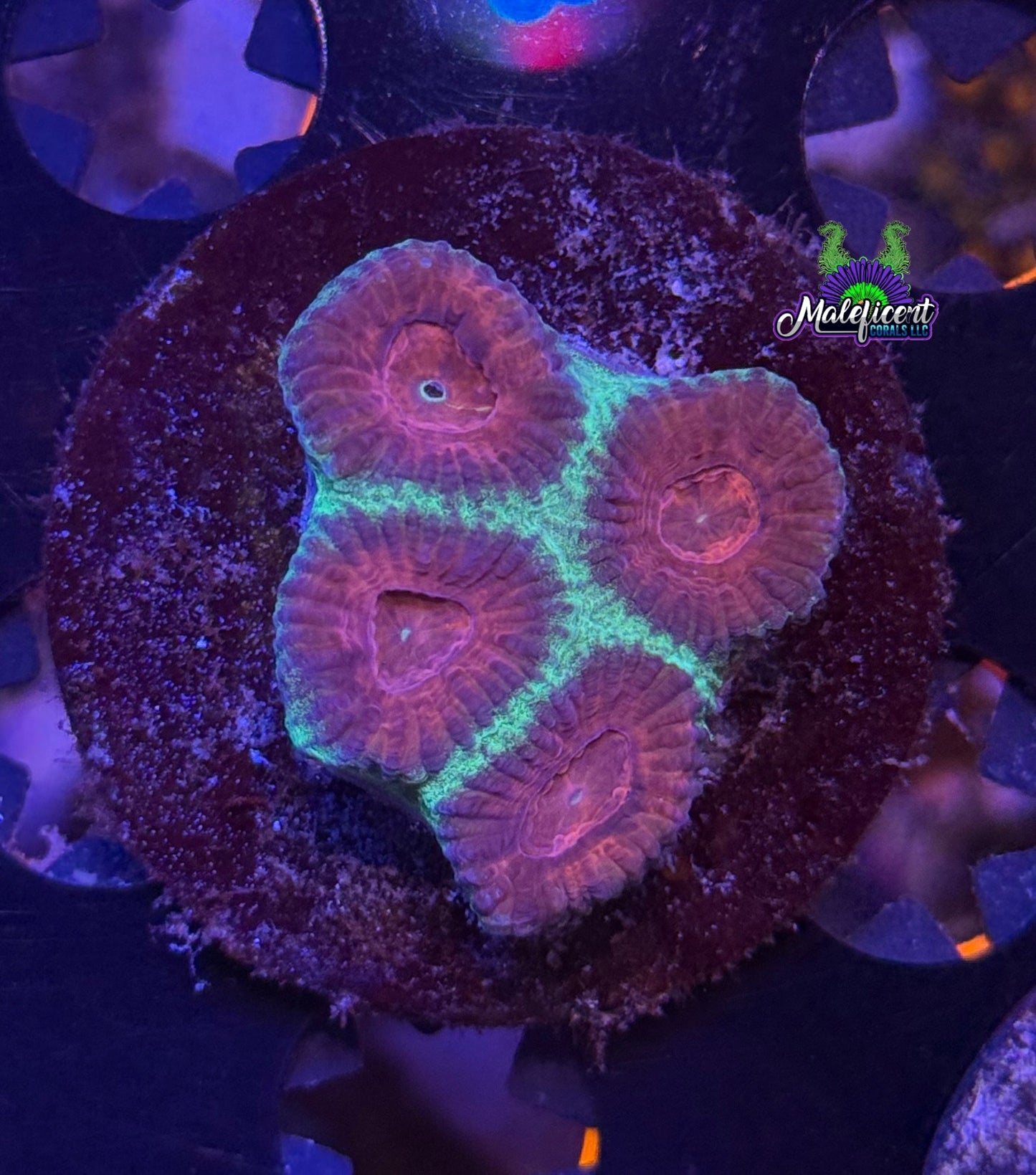 Watermelon Favia