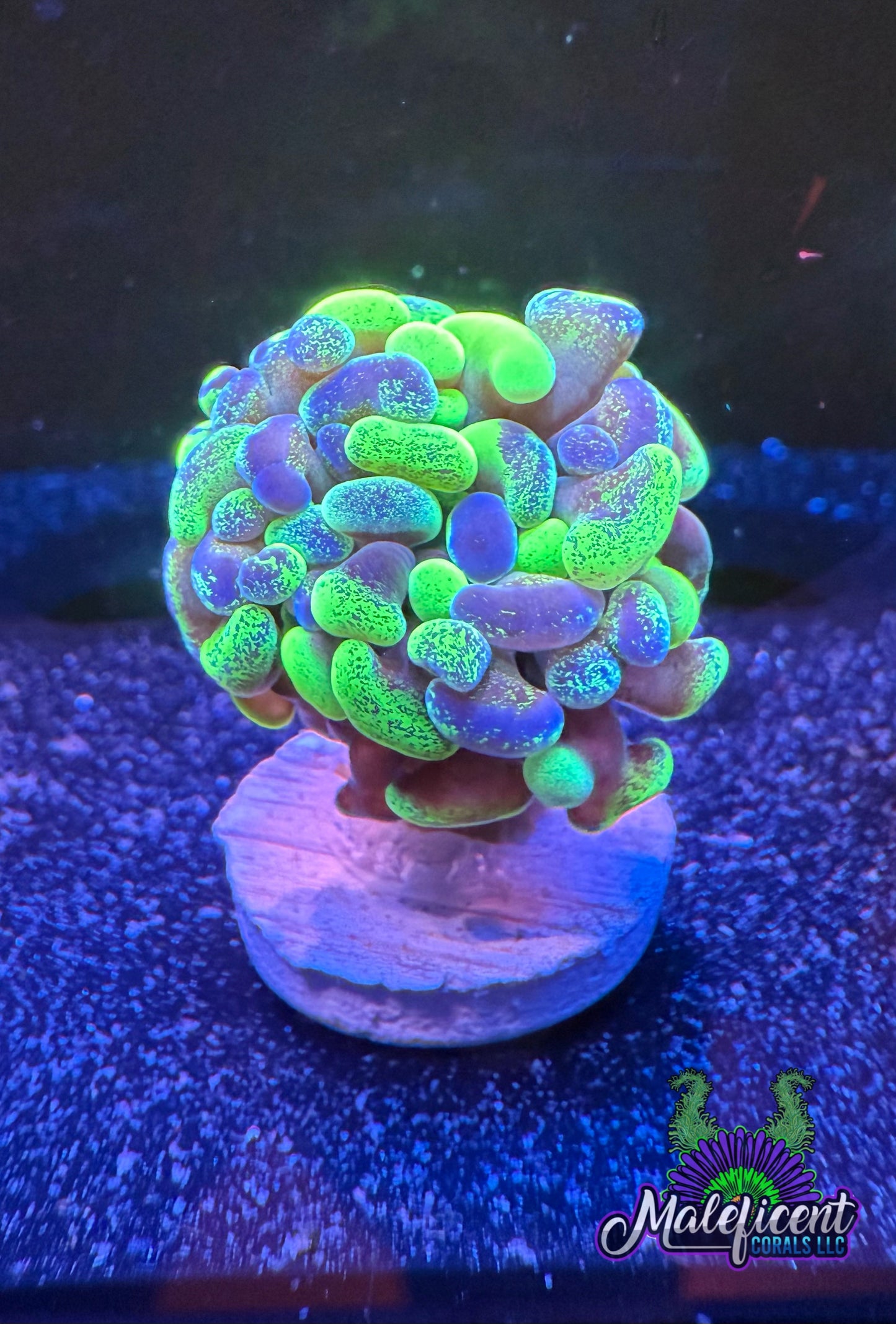 Splatter Hammer