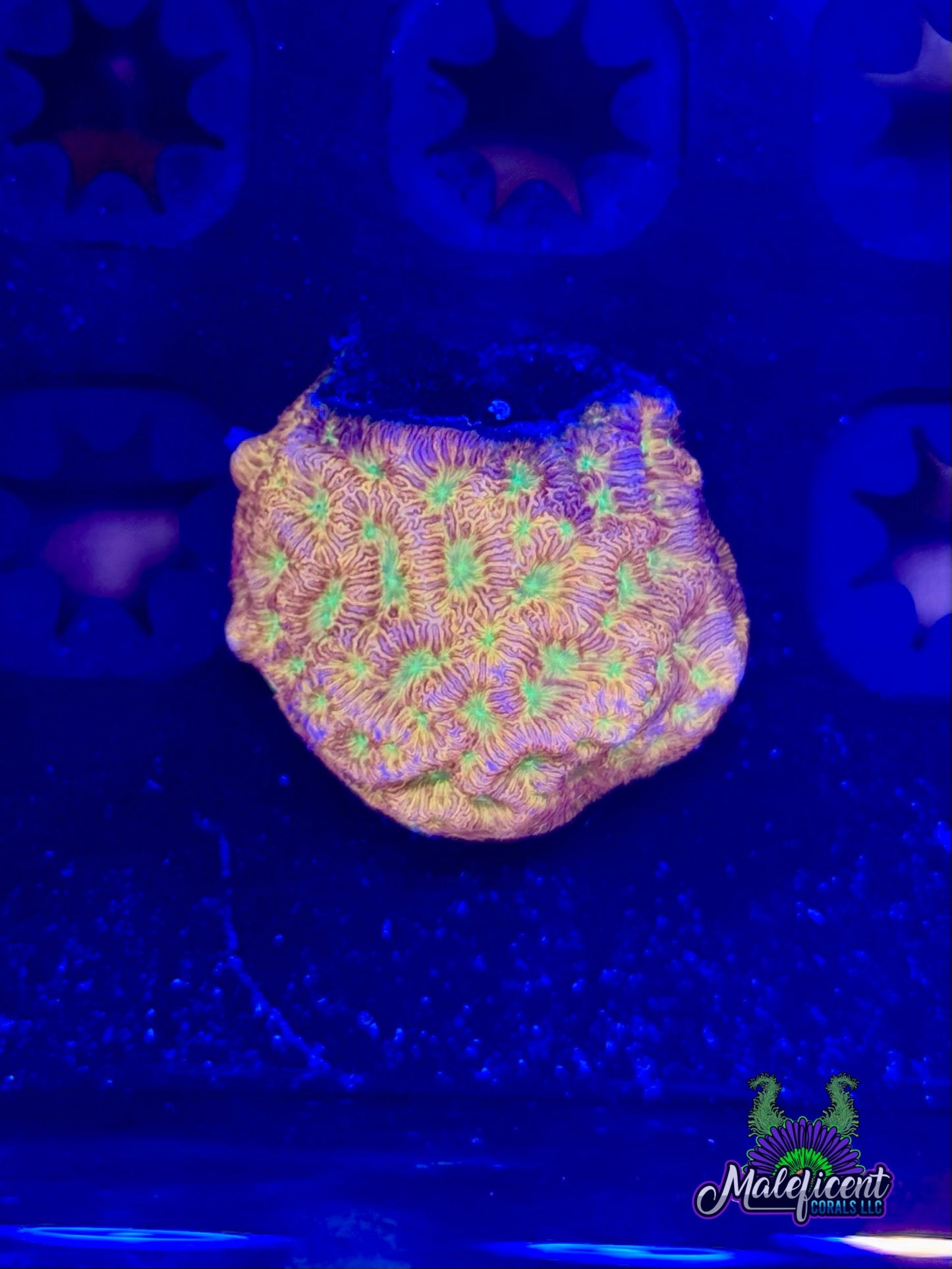 Jack - O- Lantern Lepto