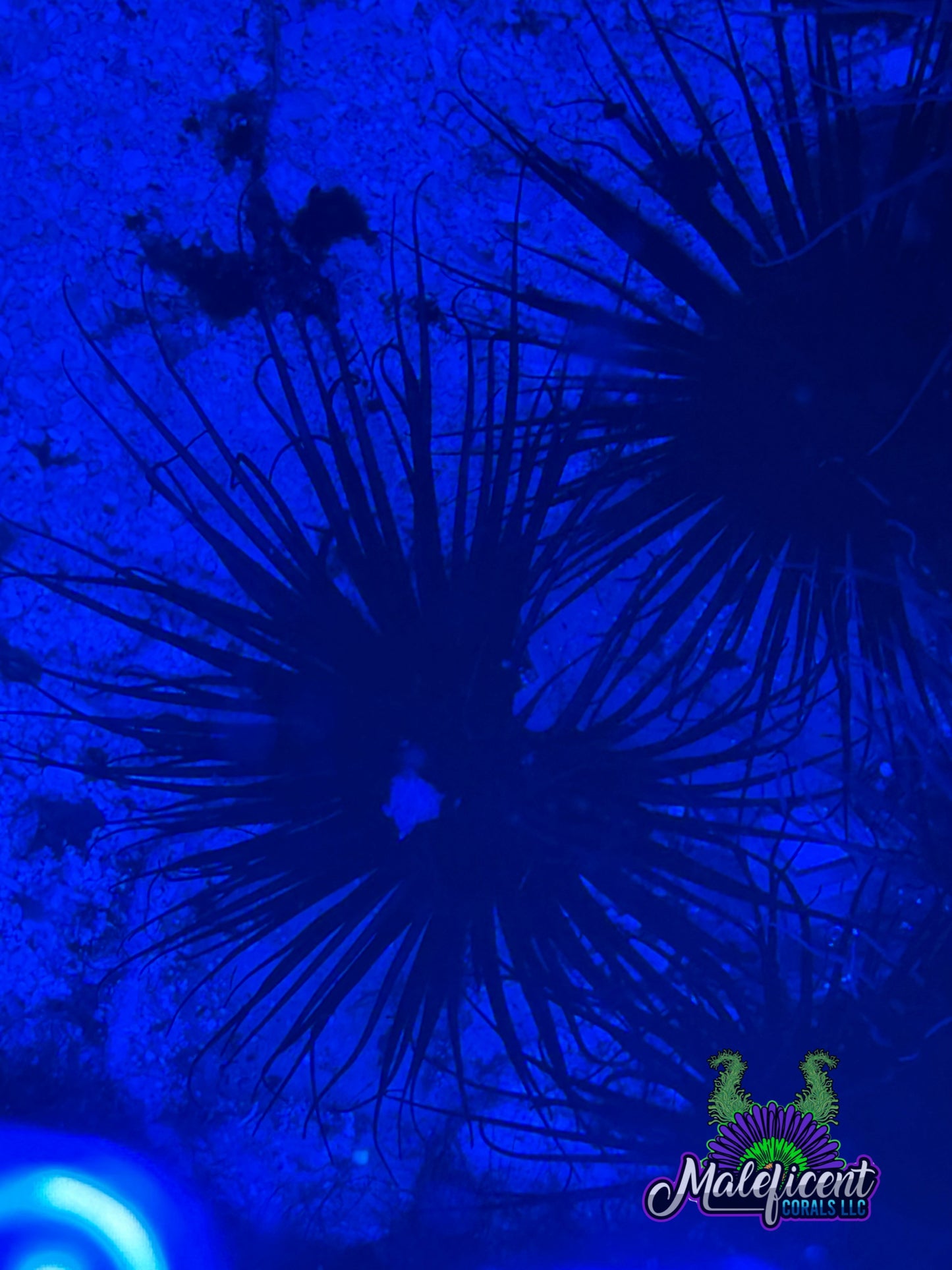 Black Lotus Tube Nem