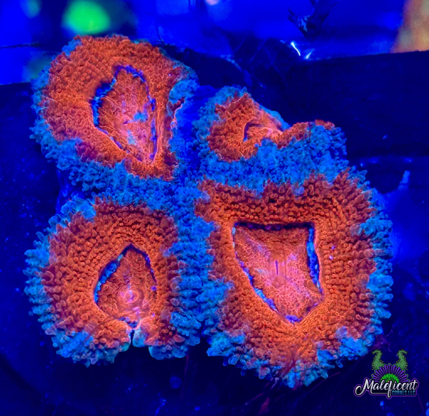 Orange Sherbert Acan