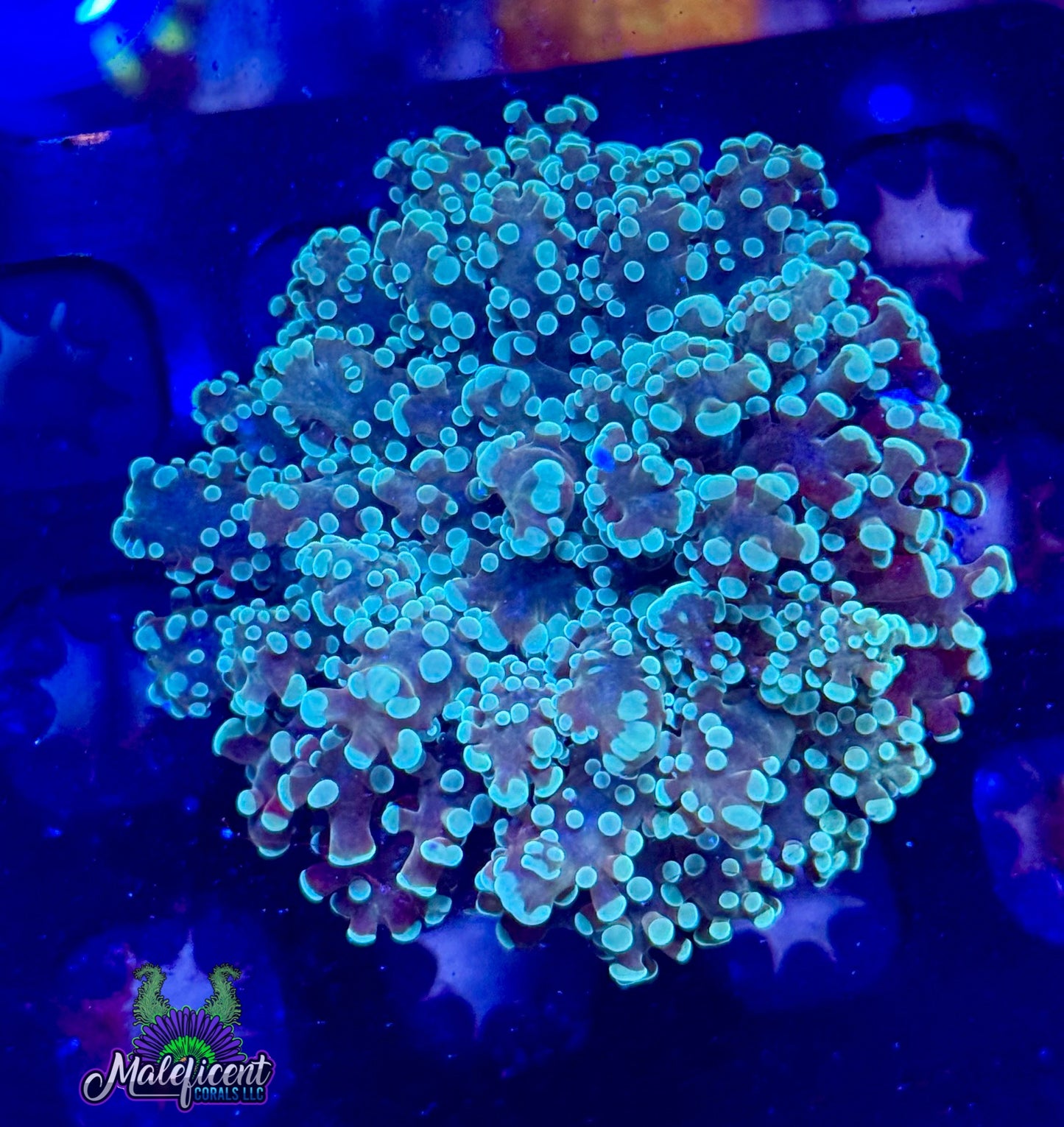 Mint and Gold Octospawn