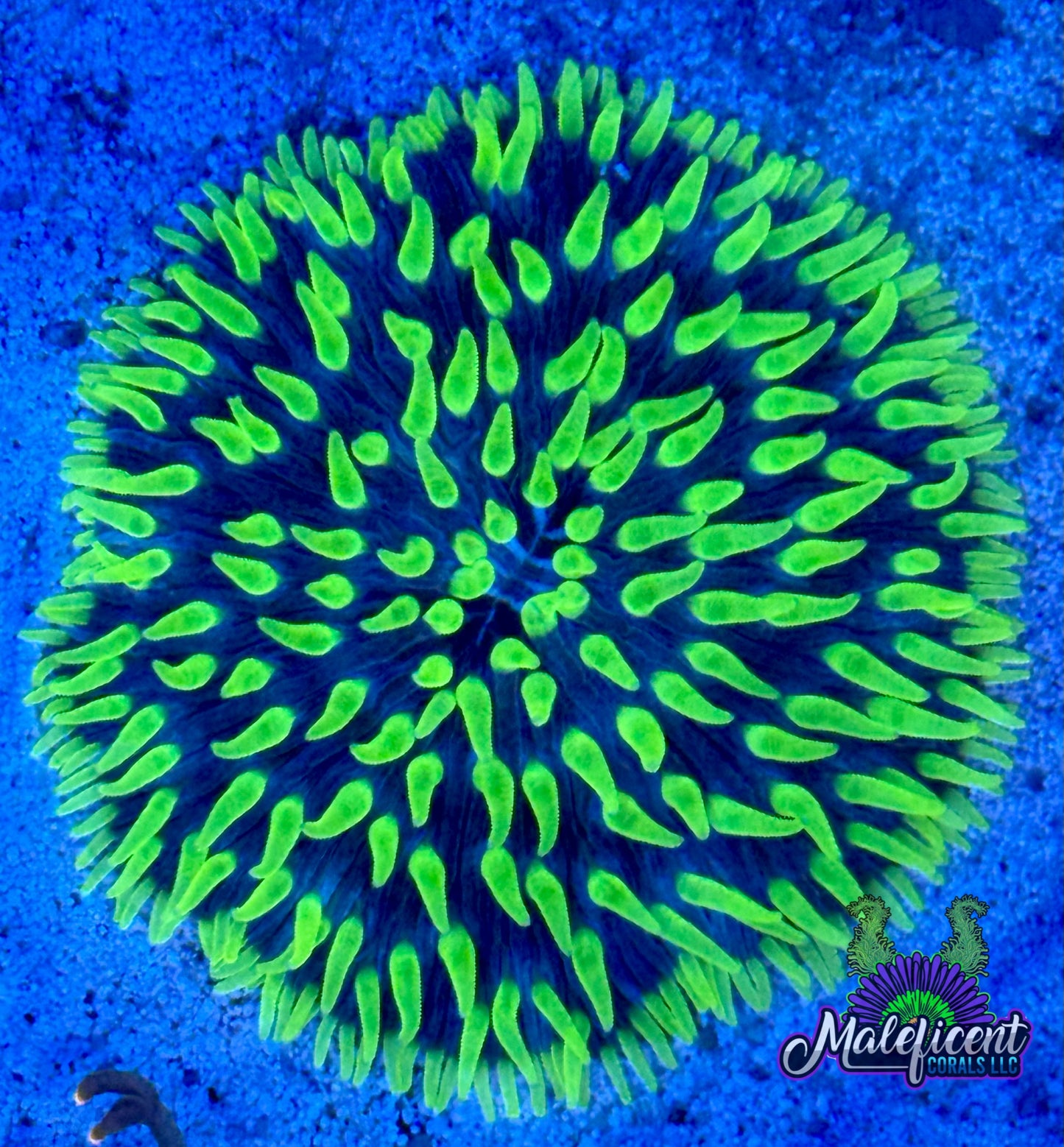 Green & Blue Plate