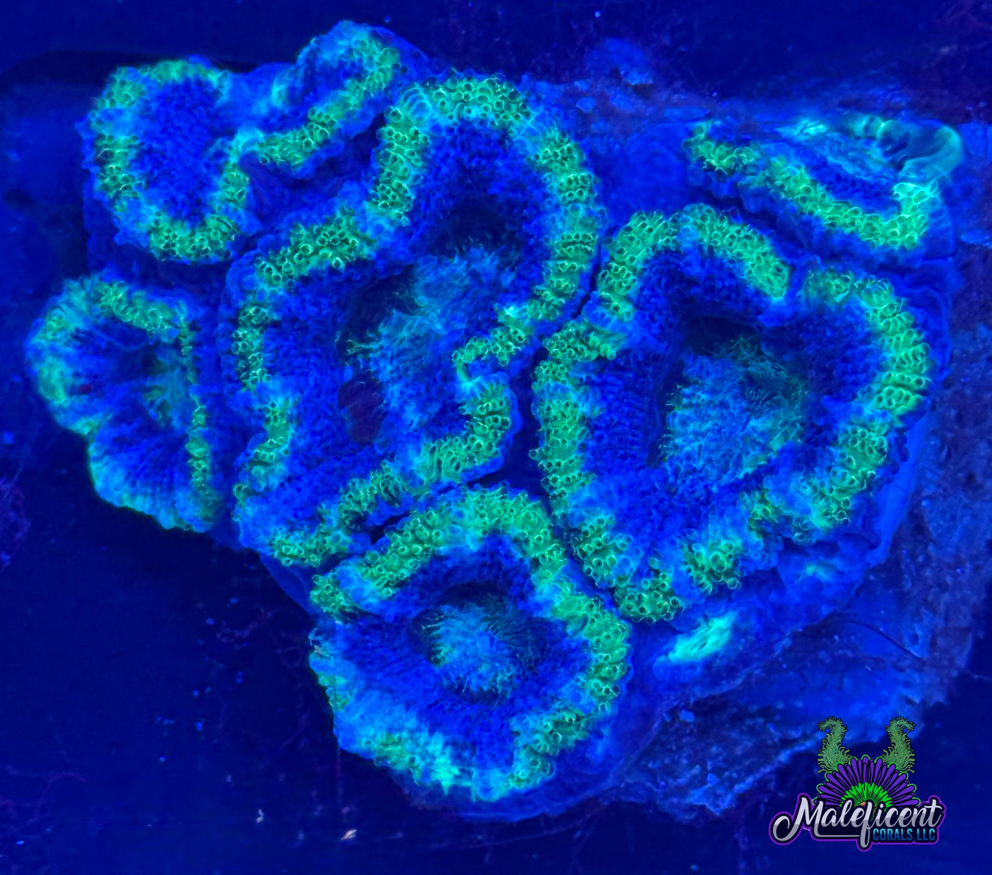 Green And Blue Acan