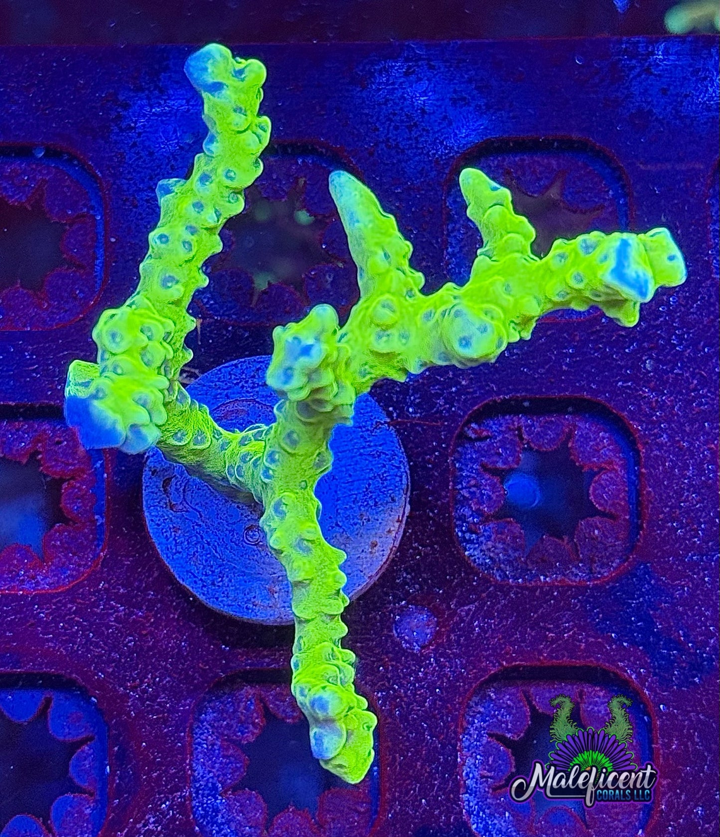 Electric Lemonade Anacropora