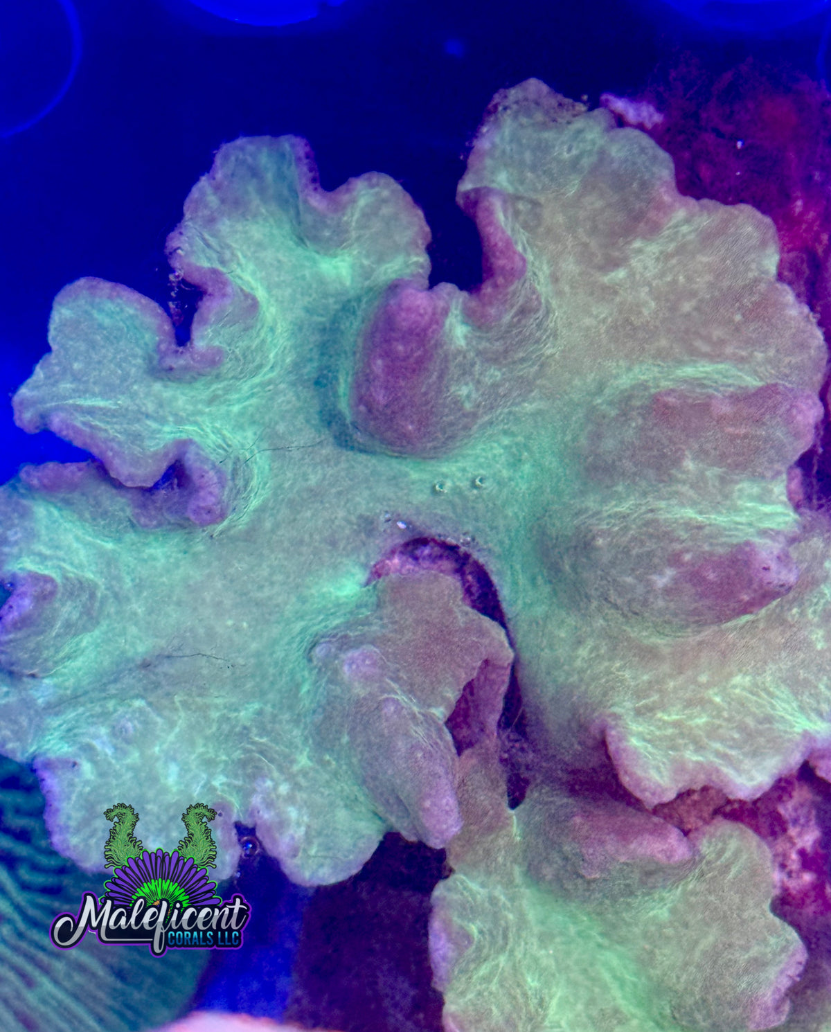 Green Cabbage Leather
