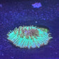 Green Plate Coral