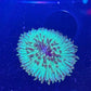 Green Plate Coral