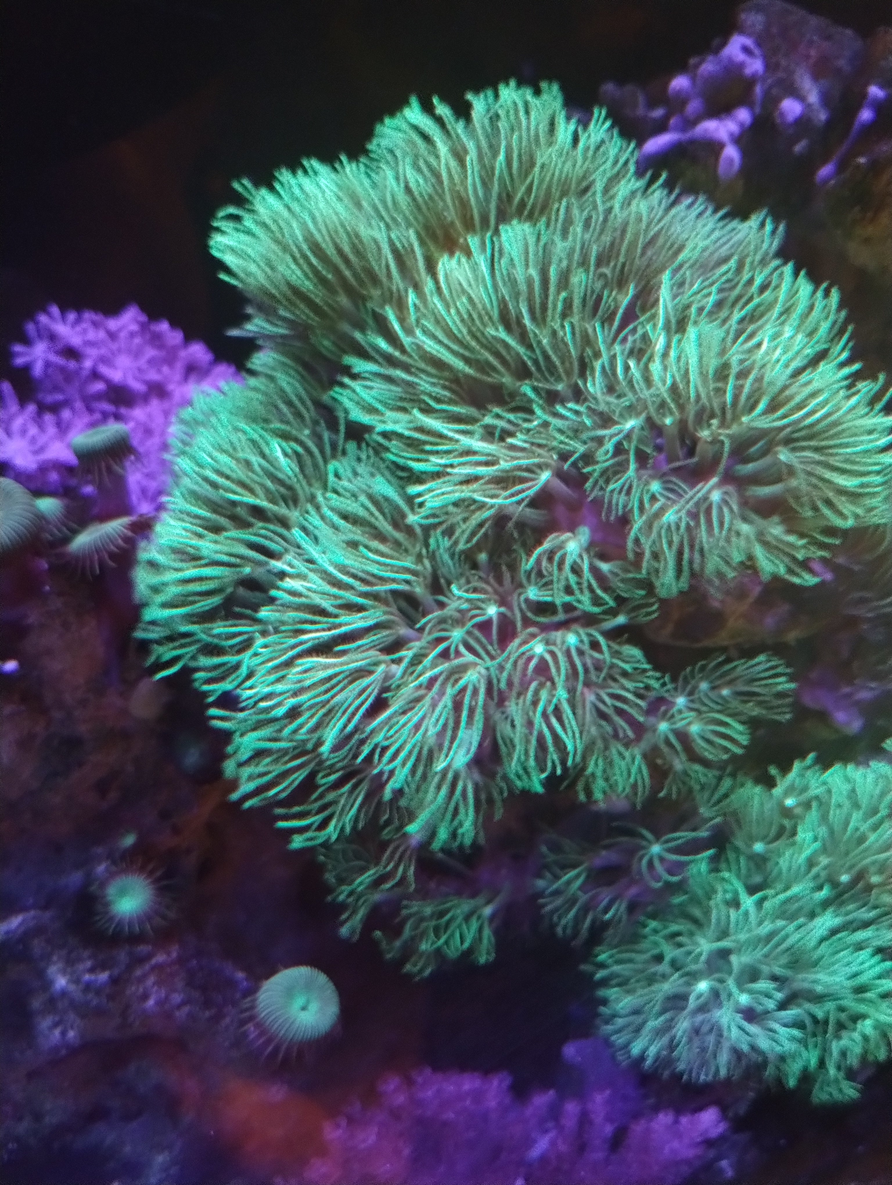 Saltwater Aquarium Coral: Metallic Green Star Polyps