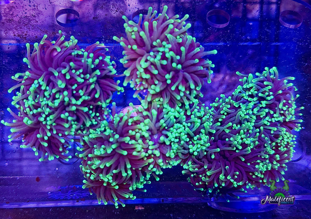 Black Light Torch