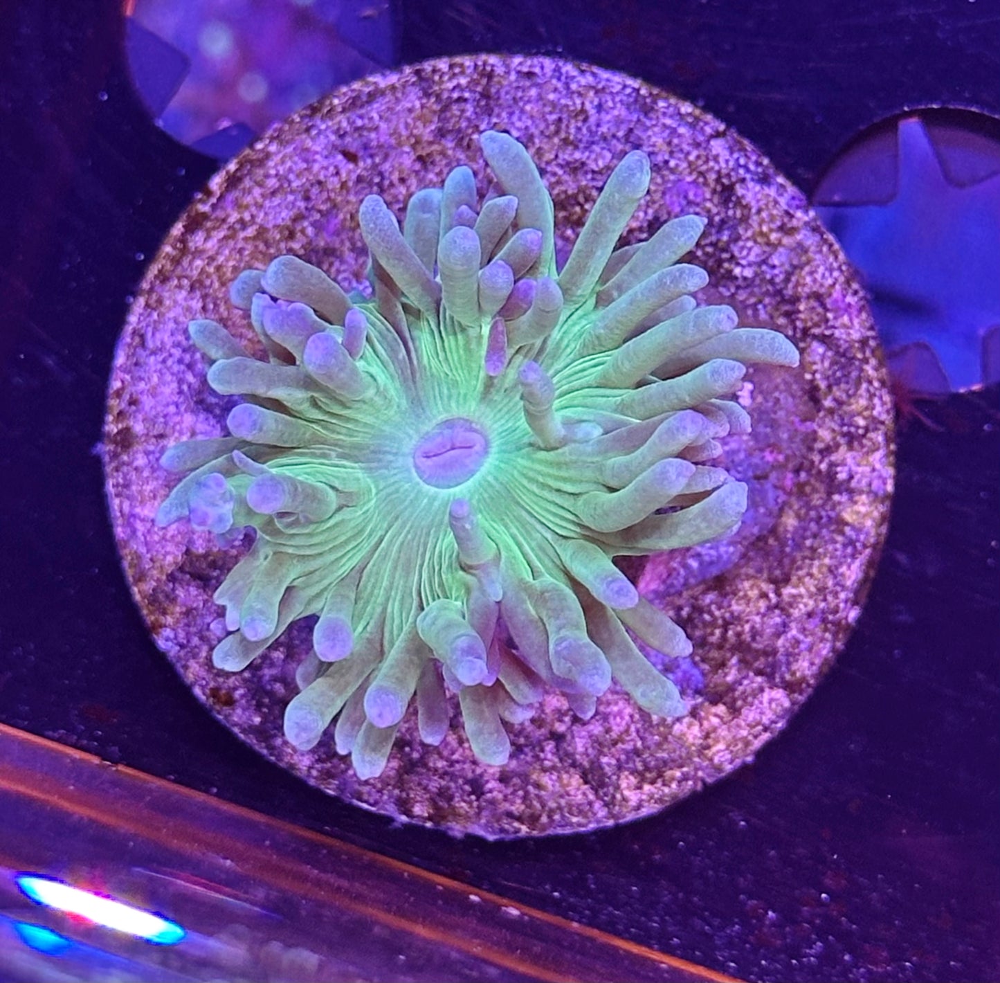 Green Duncan