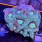 Teal War Favia
