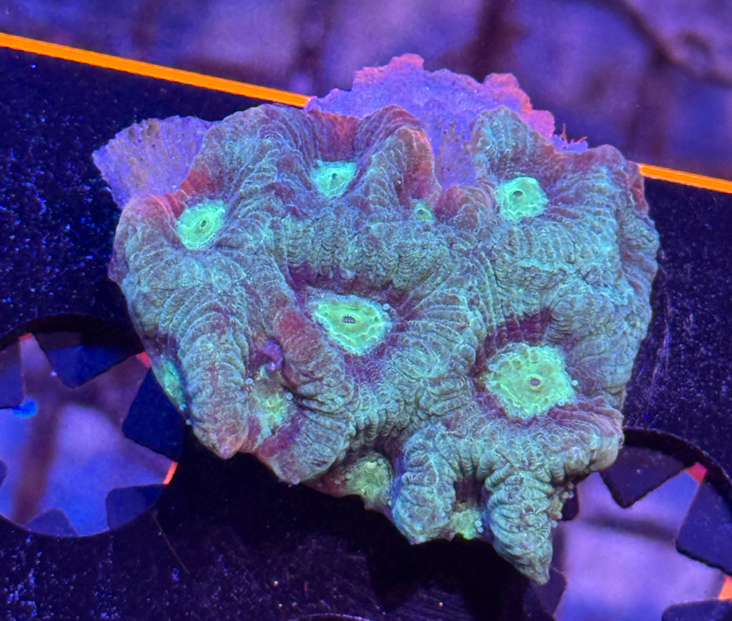 Teal War Favia
