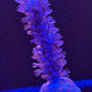 Gorgonia
