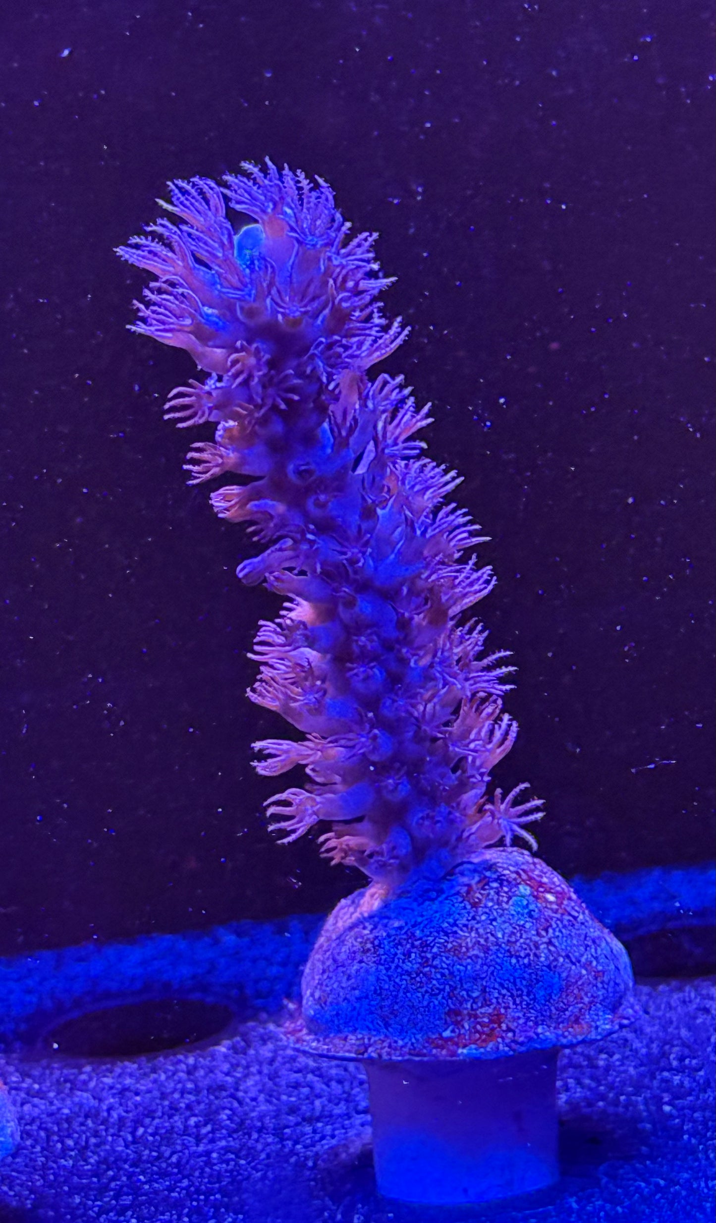 Gorgonia