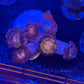 Pandorahs