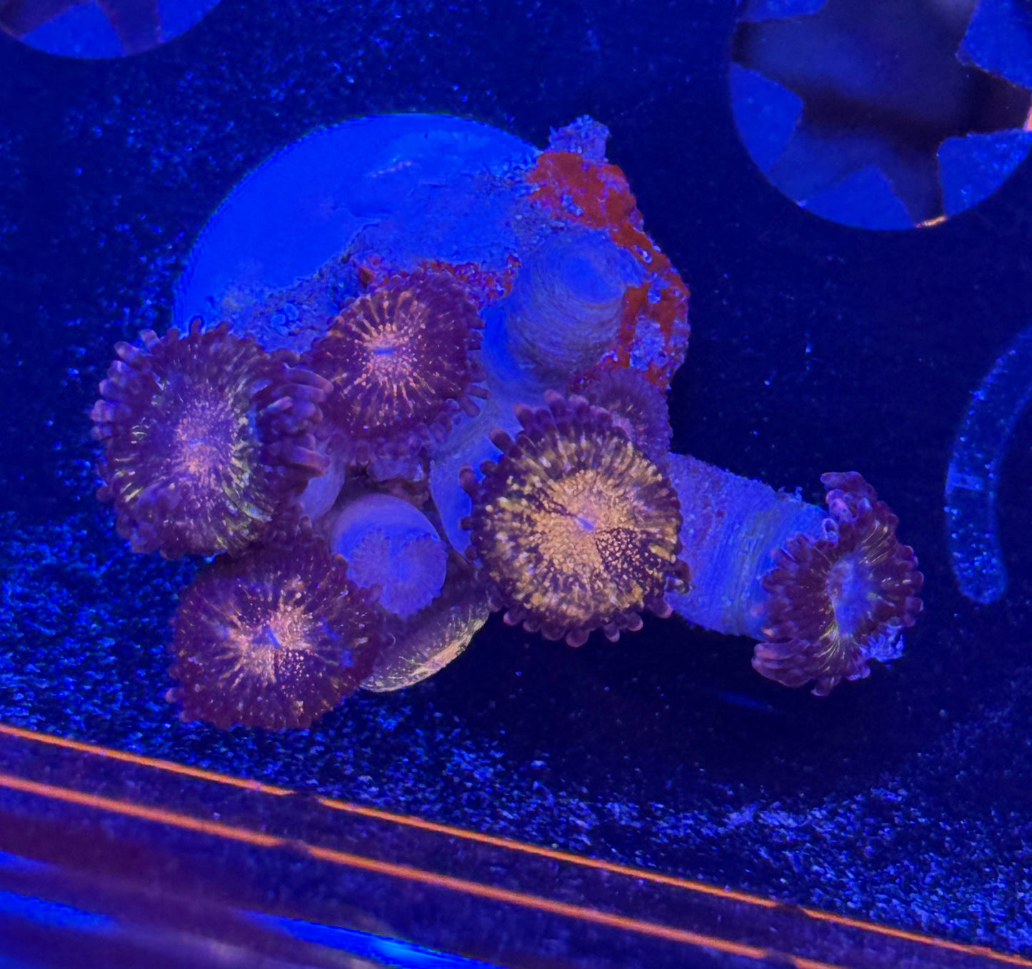 Pandorahs
