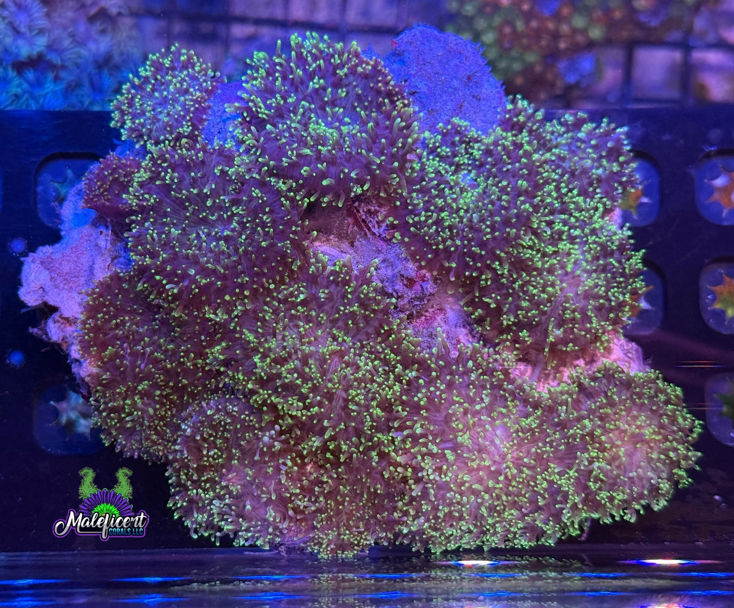 Fuzzy Green Mushroom