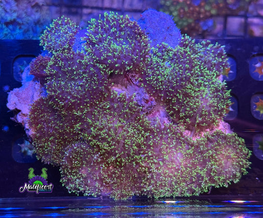 Fuzzy Green Mushroom