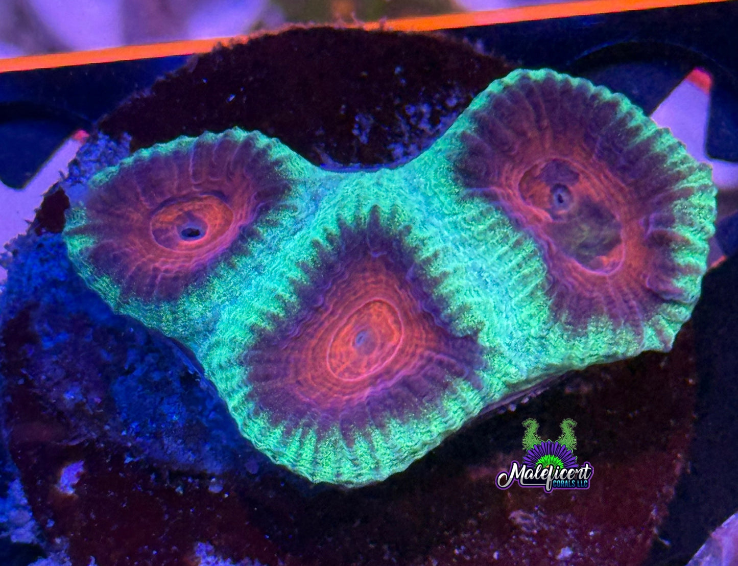 Watermelon Favia