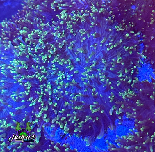 Neon Hairy Mushroom