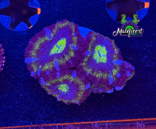 Maleficent's Ultra Acan