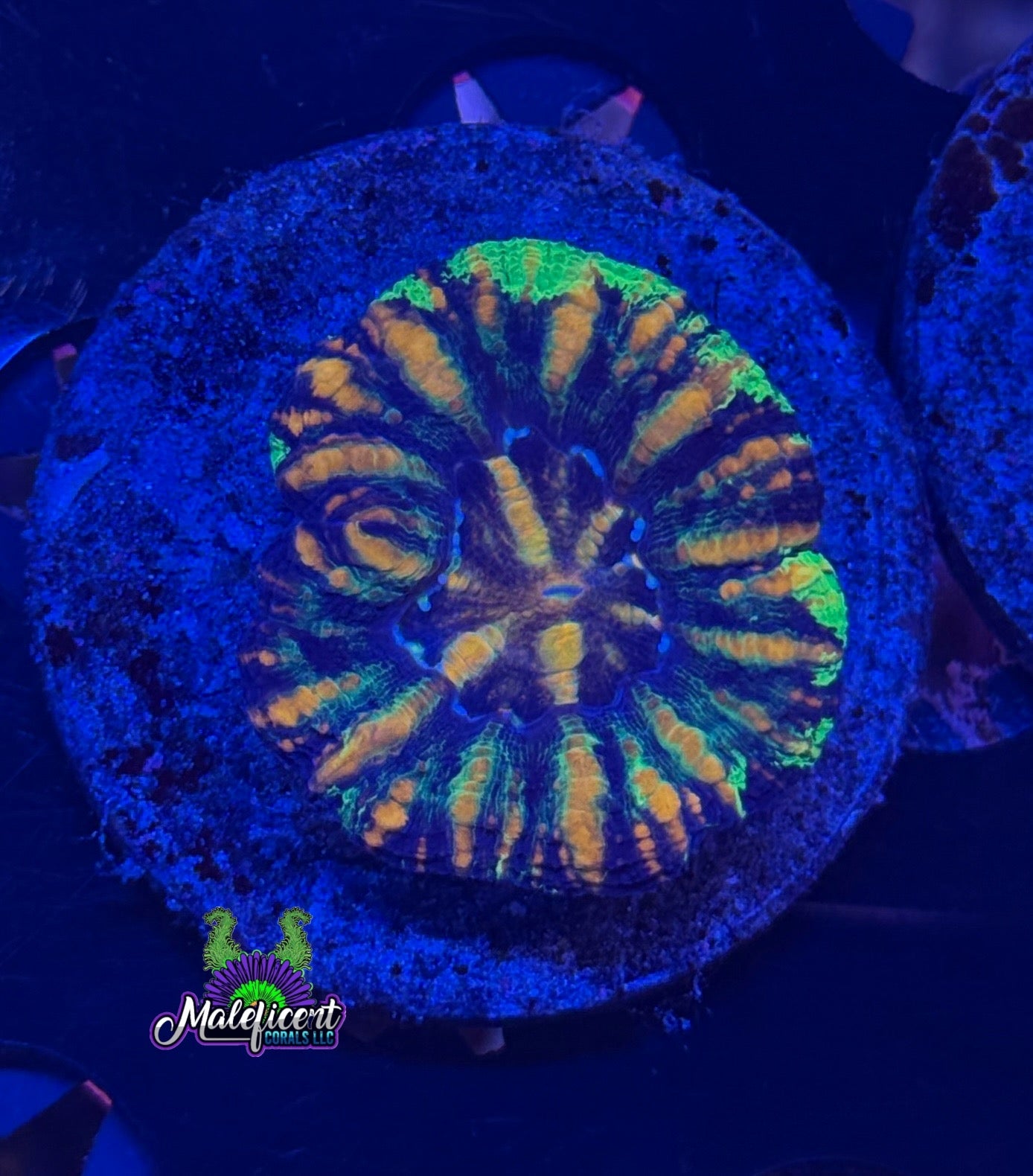 Gold Blue with Green  Button Scoly
