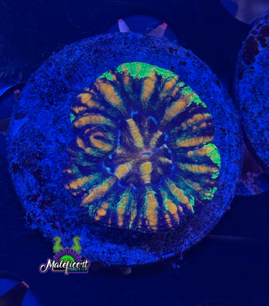 Gold Blue with Green  Button Scoly
