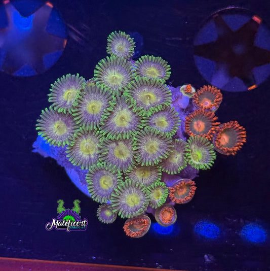 Zoa Combo #3