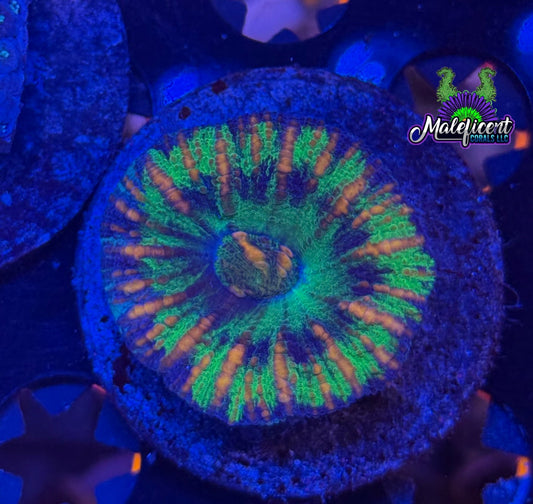 Green & Gold Button Scoly