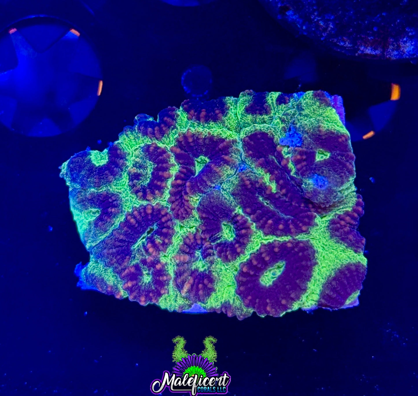 Maleficent Coral's Tri - Color Favia