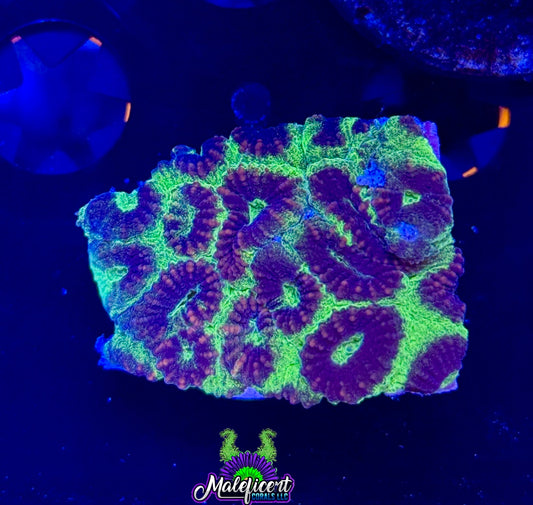 Maleficent Coral's Tri - Color Favia