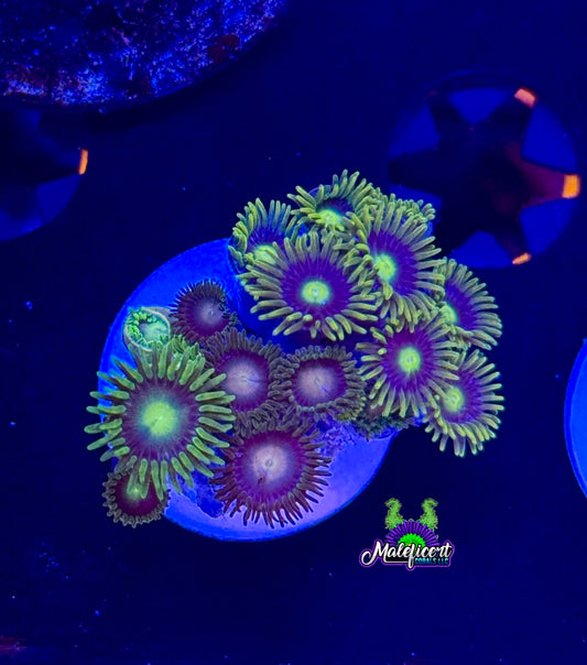 Zoa Combo #1