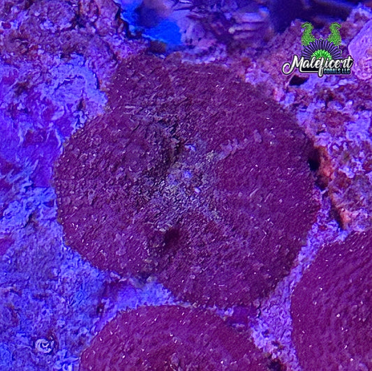 Purple Rhodactis Mushroom