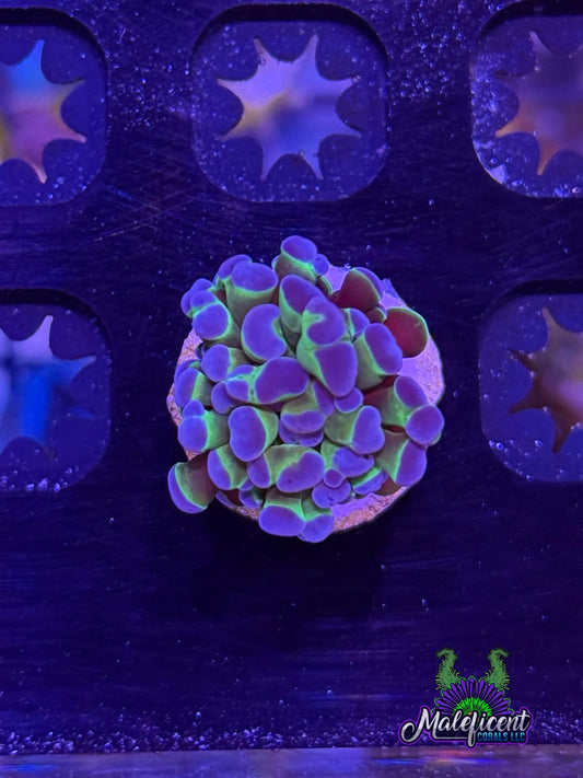 Green & Purple tip Hammer