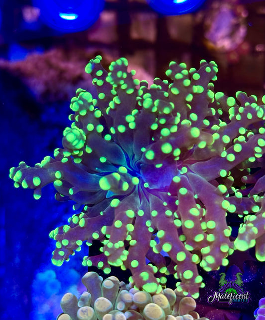 Neon Green Octospawn
