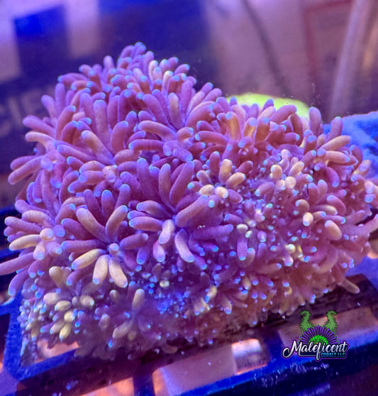 Yellow Passion Galaxea