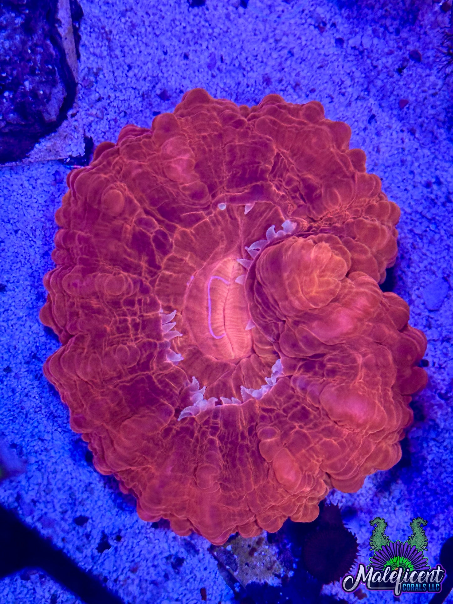 Ruby Red Cynaria