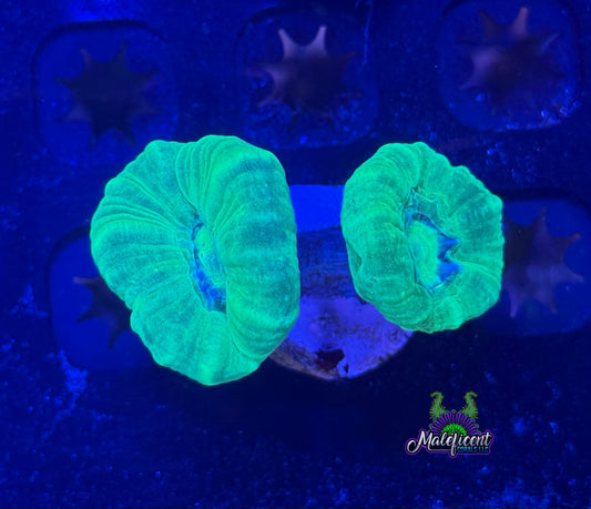 Neon Green Candy Canes