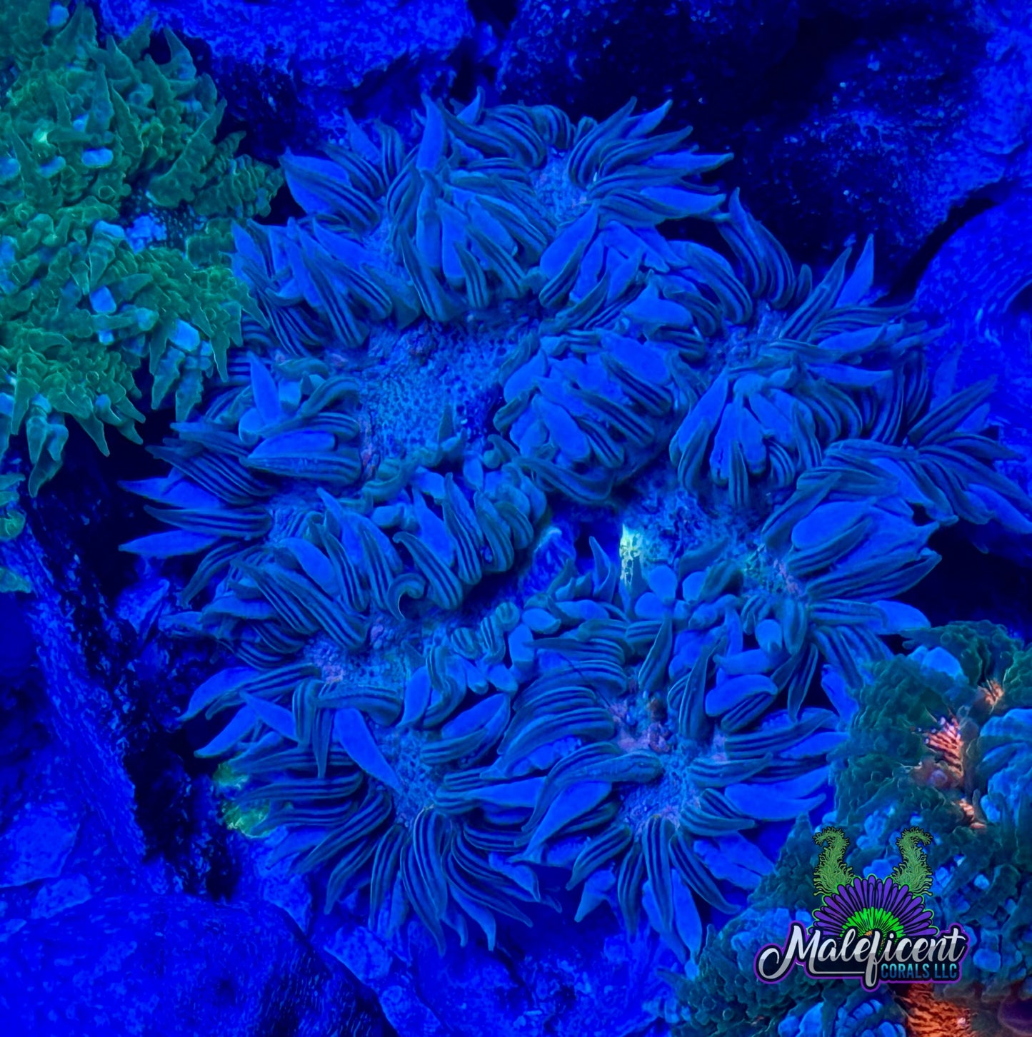Blue trim with green & yellow center
