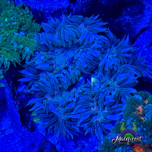 Blue trim with green & yellow center