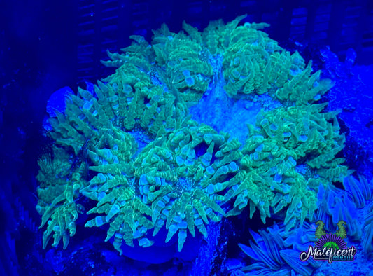 Green trim, blue /green center