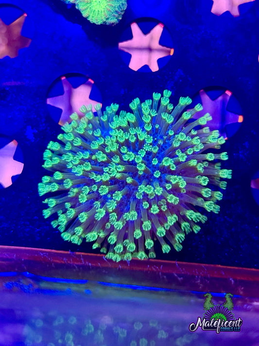 Fiji Green Toadstool