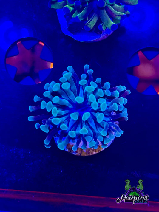 Blue/ Mint Hammer