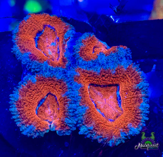 Orange Sherbert Acan