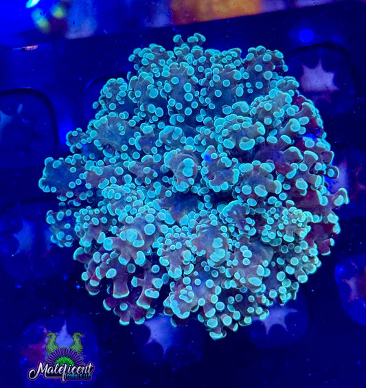 Mint and Gold Octospawn