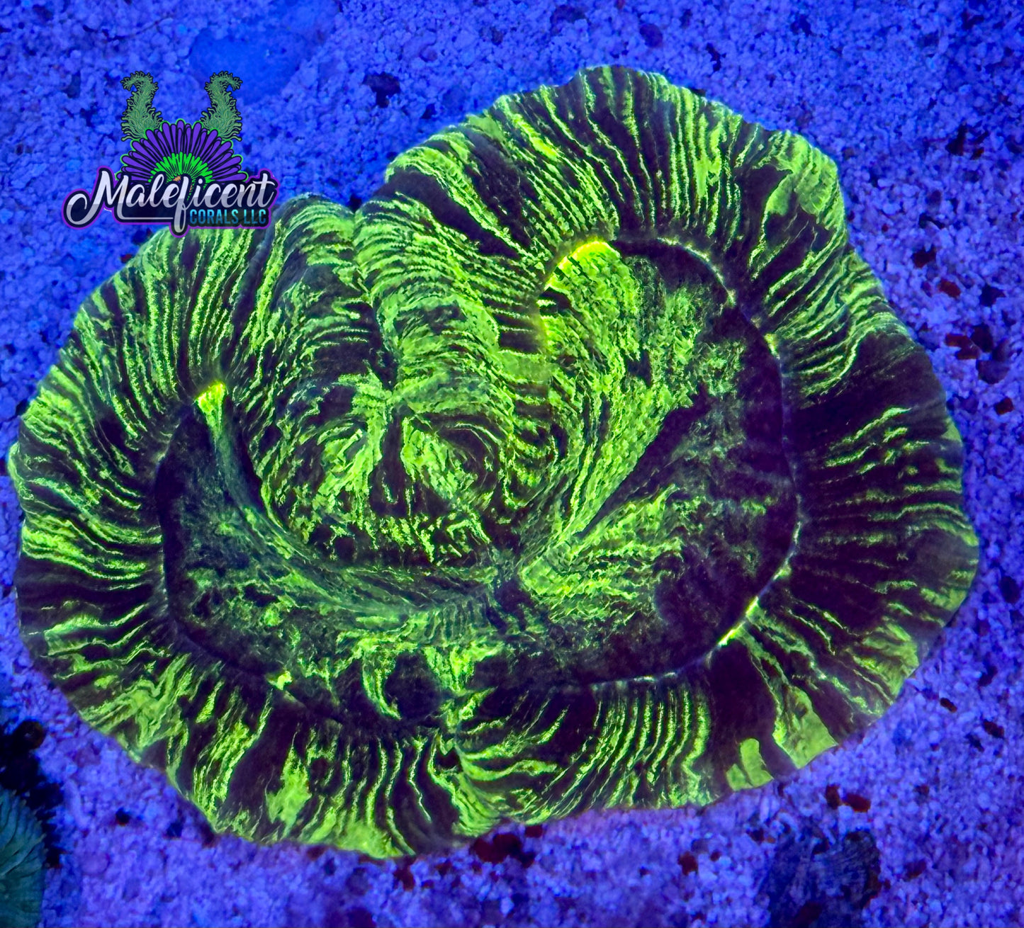 Maleficent Freak Trachy