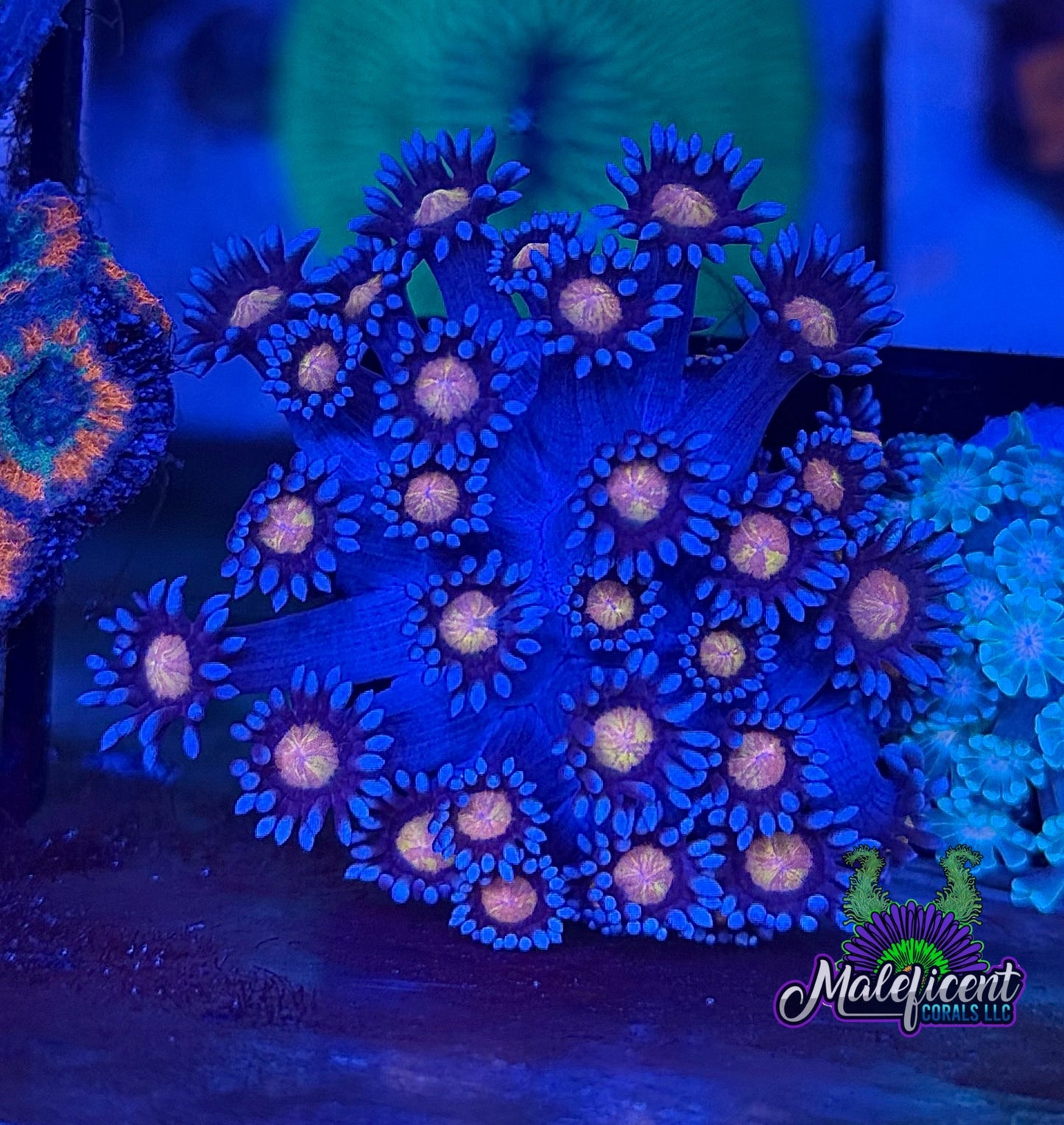 Pink & Blue Daisy Goni